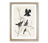 Red-Winged Starling by John James Audubon Framed Print | A2 Oak Framed Wall Art | Ready to Hang | Modern Nature Picture | Living Room Bedroom Lounge Office