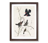 Red-Winged Starling by John James Audubon Framed Print | A2 Walnut Framed Wall Art | Ready to Hang | Modern Nature Picture | Living Room Bedroom Lounge Office