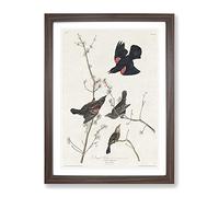 Red Winged Starling By John James Audubon Vintage Framed Print | A2 Walnut Framed Wall Art | Ready to Hang | Classic Nature Picture | Living Room Bedroom Lounge Office