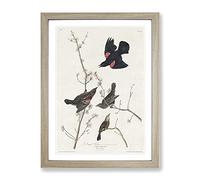 Red Winged Starling By John James Audubon Vintage Framed Print | A4 Oak Framed Wall Art | Ready to Hang | Classic Nature Picture | Living Room Bedroom Lounge Office