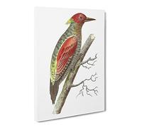 Red Winged Woodpecker By George Shaw Canvas Print | Gallery Wrapped 30mm Frame Wall Art | 20x14 inches | Ready to Hang | Retro Picture | Living Room Bedroom Lounge Office