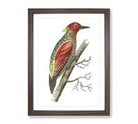Red Winged Woodpecker By George Shaw Vintage Framed Print | A3 Walnut Framed Wall Art | Ready to Hang | Classic Animal Picture | Living Room Bedroom Lounge Office