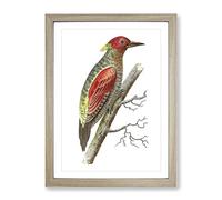 Red Winged Woodpecker By George Shaw Vintage Framed Print | A4 Oak Framed Wall Art | Ready to Hang | Classic Animal Picture | Living Room Bedroom Lounge Office