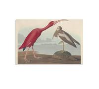 REDCHAMBER American Bird Artists John James Audubon Scarlet Ibis Poster Canvas Painting Poster Wall Art Decorative Picture Prints Modern Decor 16x24inch(40x60cm)