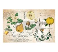 Redesign with Prima, Redesign Decoupage Decor Tissue Paper Primrose,1 Sheet (19"x30") Redesign Tissue Decoupage Paper 655350650704