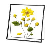 REDHUGO Double Glass Frame for Pressed Flowers, Square, Black, 8x8 Inches | Handmade, Tabletop Photo Frame for Floating Picture and Flower Press, Simple, Metal Geometric
