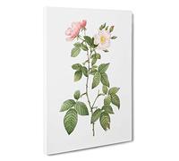 Redleaf Rose in Bloom by Pierre-Joseph Redoute Canvas Print | Gallery Wrapped 30mm Frame Wall Art | 30x20 inches | Ready to Hang | Modern Floral Picture | Living Room Bedroom Lounge Office