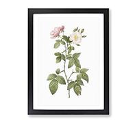 Redleaf Rose In Bloom By Pierre Joseph Redoute Vintage Framed Print | A2 Black Framed Wall Art | Ready to Hang | Classic Floral Picture | Living Room Bedroom Lounge Office