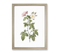 Redleaf Rose In Bloom By Pierre Joseph Redoute Vintage Framed Print | A2 Oak Framed Wall Art | Ready to Hang | Classic Floral Picture | Living Room Bedroom Lounge Office