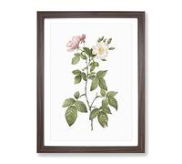 Redleaf Rose In Bloom By Pierre Joseph Redoute Vintage Framed Print | A4 Walnut Framed Wall Art | Ready to Hang | Classic Floral Picture | Living Room Bedroom Lounge Office