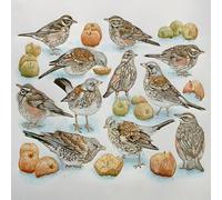 Redwing bird themed greeting card, blank on the inside. Winter visitors by Colin Blanchard. Brown fleck envelope included