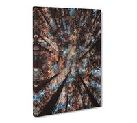 Redwood Forest California Canvas Print | Gallery Wrapped 30mm Frame Wall Art | 24x16 inches | Ready to Hang | Modern Landscape Picture | Living Room Bedroom Lounge Office