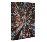 Redwood Forest California Canvas Print | Gallery Wrapped 30mm Frame Wall Art | 30x20 inches | Ready to Hang | Modern Landscape Picture | Living Room Bedroom Lounge Office