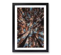 Redwood Forest California Painting Framed Print | A2 Black Framed Wall Art | Ready to Hang | Modern Landscape Picture | Living Room Bedroom Lounge Office