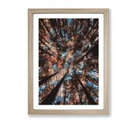 Redwood Forest California Painting Modern Framed Print | A4 Oak Framed Wall Art | Ready to Hang | Modern Landscape Picture | Living Room Bedroom Lounge Office