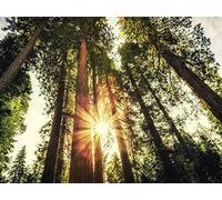 Redwoods, Sequoias, and the Sierra Nevada