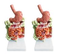 Reeatel 2X Human Digestive System Model Stomach Anatomy Large Intestine Cecum Rectum Duodenum Human Internal Organs