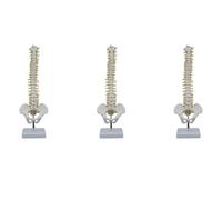 Reeatel 3pcs 45CM Human Spine with Pelvic Model Human Anatomical Anatomy Spine Model Spinal Column Model+Stand Fexible