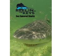 Reelin' In The Keys - Sea Squared -Sharks