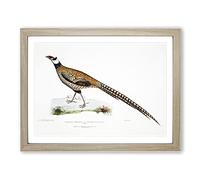 Reeve's Pheasant Illustration By John Edward Gray Vintage Framed Print | A3 Oak Framed Wall Art | Ready to Hang | Classic Nature Picture | Living Room Bedroom Lounge Office
