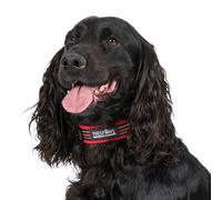 Reflective Padded Dog Collar Scooby