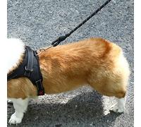 Reflective Strip Dog Harness, 360 Degree Around Pet Harness Leash Explosion Proof for Small Medium Large Dogs for Camping (M)