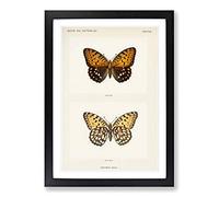 Regal Fritillary Butterfly by S.F. Denton Framed Print | A2 Black Framed Wall Art | Ready to Hang | Modern Animal Picture | Living Room Bedroom Lounge Office