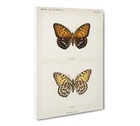 Regal Fritillary Butterfly By S.F. Denton Vintage Canvas Wall Art Print Ready to Hang, Framed Picture for Living Room Bedroom Home Office Décor, 24x16 Inch (60x40 cm)