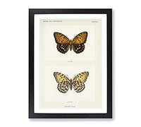 Regal Fritillary Butterfly By S.F. Denton Vintage Framed Wall Art Print, Ready to Hang Picture for Living Room Bedroom Home Office Décor, Black A3 (34 x 46 cm)