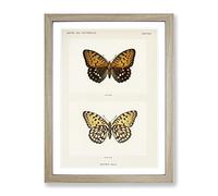 Regal Fritillary Butterfly By S.F. Denton Vintage Framed Wall Art Print, Ready to Hang Picture for Living Room Bedroom Home Office Décor, Oak A4 (34 x 25 cm)