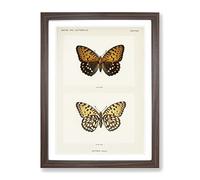 Regal Fritillary Butterfly By S.F. Denton Vintage Framed Wall Art Print, Ready to Hang Picture for Living Room Bedroom Home Office Décor, Walnut A4 (34 x 25 cm)