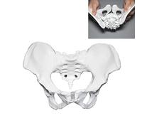 Rehabilitation Pelvic Teaching Aid Model Professional Model Female Pelvis, Movable Pubic Symphysis for Separating Postpa