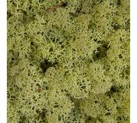 Reindeer Moss Lichen - Natural Preserved Dried - 500 Grams - Olive