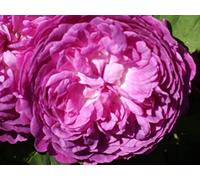 'Reine des Violettes' Potted Rose - Fragrant Deep Magenta Blooms - Old Fashioned Rose