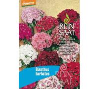 ReinSaat Sweet William ''Dianthus barbatus'' - 1 Pkg