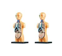 Reinscer 2X 3D Removable Anatomical Human Torso Body Model for Education Toy Human Body Structure Teaching for Child Kid Student