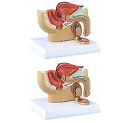 Reinscer 4X 1:2 Male Pelvic Sagittal Section Testicular Prostate Bladder Rectal Urinary System Model