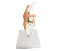 Reinscer Educational Dog Skeleton and Knee Joint Model Showcasing Ligament Mechanics for Pet Lovers