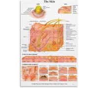 REIUAFWYGV The Human Skin Anatomy Chart Educational Canvas Poster Wall Decor for Biology Classroom Study Room Office Library(Unframed,08x12inch(20x30cm))