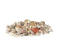 Relaxdays Decor Seashell Set, Mix with Large Sea Snails, Scallops, Beach Crafting Decoration, Maritime, 2 kg, Colourful