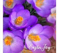 Religious Easter Cards - Easter Joy, pack of 5, with white envelopes and Bible verse inside these Christian Easter cards, by Just Cards Direct