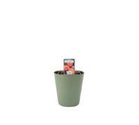 Remember Me Rose Pots 5.5L Pot Copper Orange Hybrid Tea Rose - Metal Teal Vertical Line
