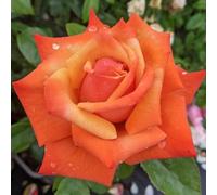 Remember Me Rose Pots 5.5L Pot Copper Orange Hybrid Tea Rose - No Container