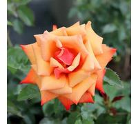 Remember Me Rose Pots 5.5L Pot Copper Orange Hybrid Tea Rose - Metal Green Vertical Line