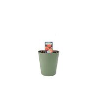 Remember Me Rose Pots 5.5L Pot Copper Orange Hybrid Tea Rose - Metal Green Vertical Line