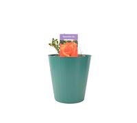 Remember Me Rose Pots 5.5L Pot Copper Orange Hybrid Tea Rose - Metal Teal Vertical Line