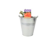 Remember Me Rose Pots 5.5L Pot Copper Orange Hybrid Tea Rose - Metal Zinc Pail