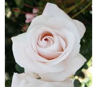 Remember Rose 5.5L Pot Fragrant Creamy Peach Hybrid Tea Rose Garden Plant