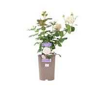 Remember Rose 5.5L Pot Fragrant Creamy Peach Hybrid Tea Rose Garden Plant