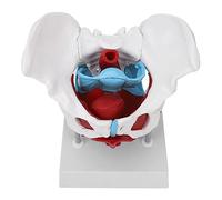 Removable Colored Female Pelvic Floor Anatomical Model - Premium PVC Pelvis with Detachable Organs & Stable Base | Ideal for Midwifery Teaching & Clinical Demonstration